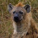 044 Kenia, Masai Mara, hyena